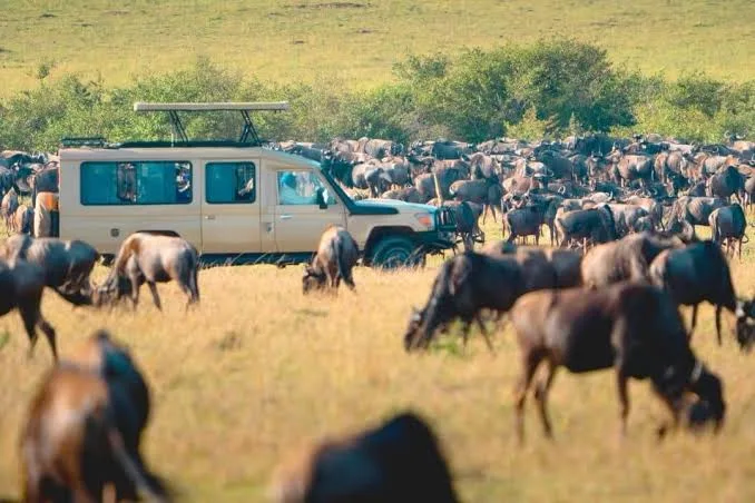 Illustration of the Maasai Mara at golden hour: long columns of wildebeest crossing open plains beneath a large low sun, with a flat-topped acacia in the foreground.