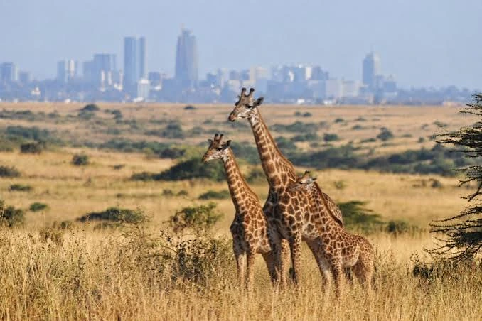 Illustration of three giraffes walking across grassland with acacia trees, and the hazy skyline of a modern city rising on the horizon in golden light.