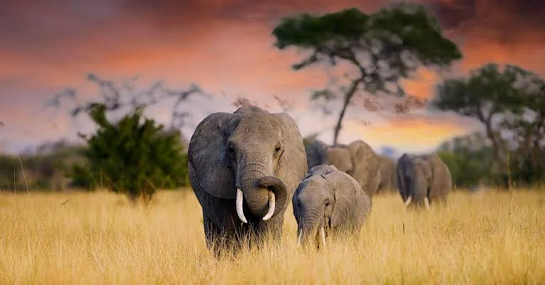 Illustration of elephants wading through the Amboseli swamp, their reflections in green water, beneath the snow-capped dome of Kilimanjaro in soft morning light.